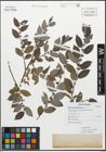 Foto von Salix myrsinifolia Salisb.